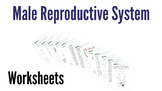 Male Reproductive System Worksheets