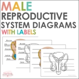 Male Reproductive System with Labels