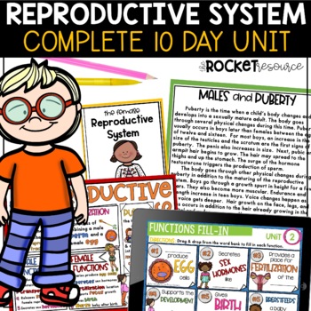 Preview of Reproductive System | Puberty | Human Body Systems Worksheets