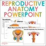 Male and Female Reproduction Systems PowerPoint and Diagrams
