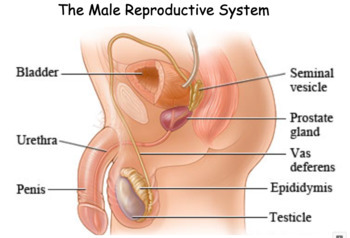 Preview of Male and Female Reproductive System Diagram