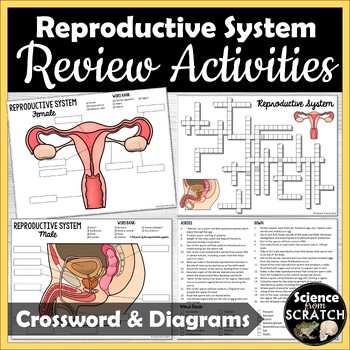 Preview of Male and Female Reproductive System Labeling Diagrams and Crossword