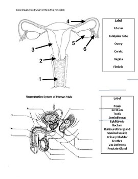 Male and Female Reproductive System label worksheet TpT