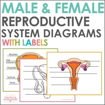 Preview of Male and Female Reproduction Systems Diagrams