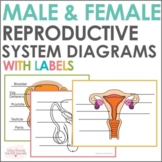 Male and Female Reproduction Systems Diagrams