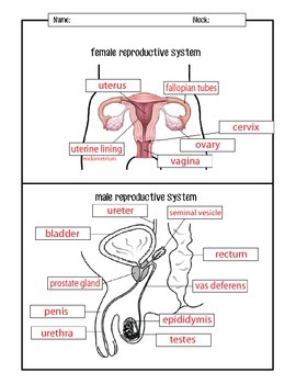 The male and female reproductive systems