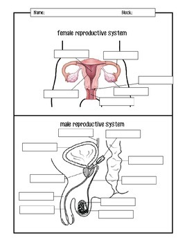 Preview of Male and Female Reproductive Systems Diagrams
