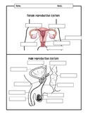 Male and Female Reproductive Systems Diagrams