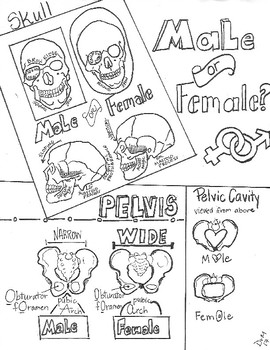 Preview of Male or Female? Forensic Anthropology  Sketch Notes Doodle Notes