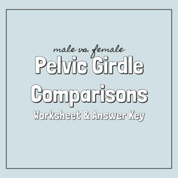 Preview of Male vs. Female Pelvic Girdle Comparisons Chart & Answer Key 