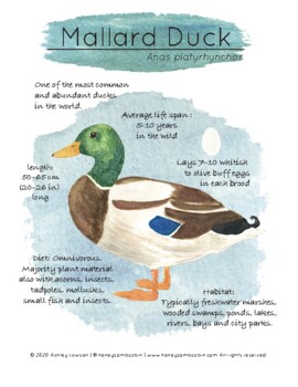 Preview of Mallard Duck Learning Set