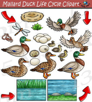Ducklife 3: My Life Cycle! by Ducklife3334 on DeviantArt