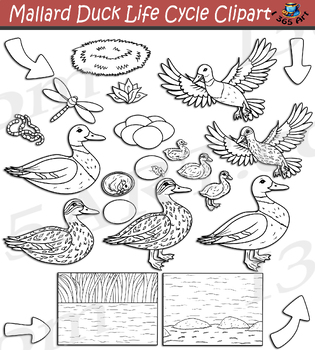 Mallard Duck Life Cycle Clipart Download - Clipart 4 School