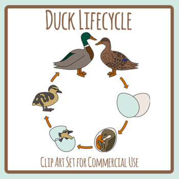 Mallard Duck Lifecycle - Farm Bird / Animal Life Cycle Clip Art / Clipart
