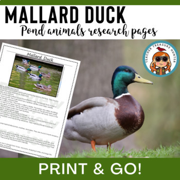 Preview of Mallard Duck animal research nonfiction for Pond Animals and wetlands birds