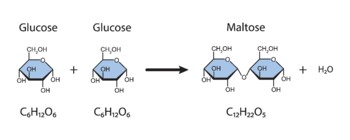 Preview of Maltose Formation. Glycosidic Bond Formation From Two molecules Of Glucose.