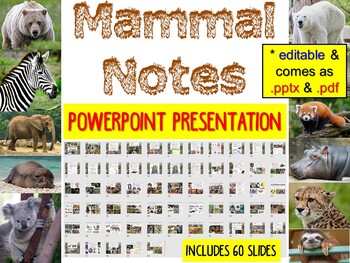 Preview of Mammal PowerPoint Presentation (for Biology & Zoology) *editable *pptx & .pdf