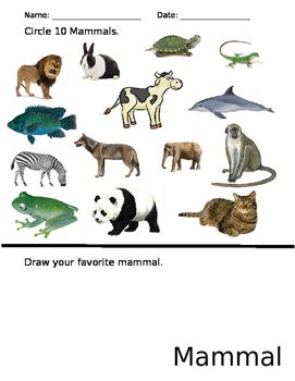 Mammal Worksheet by Samantha's Specialties | Teachers Pay Teachers