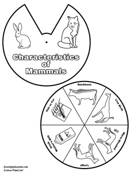 Mammals Activity | Mammals Worksheet | Mammals Craft | TpT