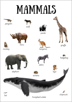 mammals a4 poster by i believe in montessori teachers pay teachers