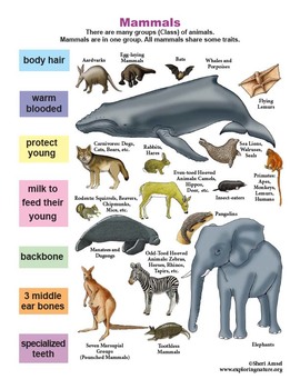 mammals mammal animals traits poster bundle activity learn exploringnature animal grade resolution mini science