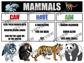Preview of MAMMALS Anchor Chart