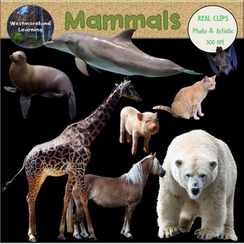 Mammals Clip Art Photo & Artistic Digital Stickers Animal Groups