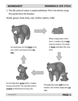 Mammals Life Cycle Worksheet by Science Master | TpT