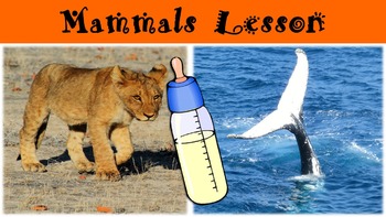 Preview of Mammals No Prep Lesson with Power Point, Worksheet, and Theories Activity
