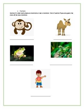 Mammals Worksheet & Answer Key