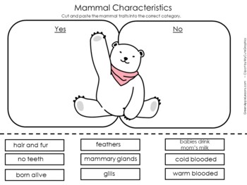Mammals Worksheet | Kindergarten 1st 2nd 3rd 4th 5th Grade