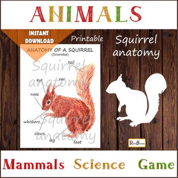 mammal anatomy an illustrated guide download