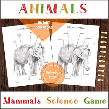 Preview of Bundle of Mammals anatomy, body parts, cards and posters, Biology science