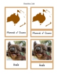 Mammals of Oceania - Nomenclature, Definition and What am 