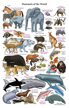 Preview of Mammals of the World - 11x17" Posters (2)