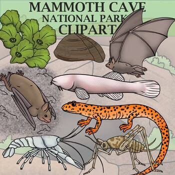 Preview of Mammoth Cave National Park Clip Art - Plants and Animals of the National Parks