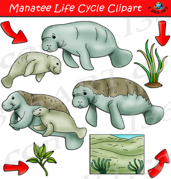 Preview of Manatee Life Cycle Clipart