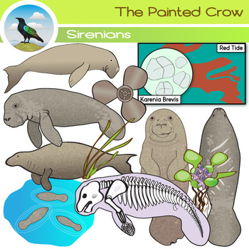 Preview of Manatees Clip Art Set - Sirenians