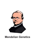 Mandelian Genetics. Monohybrid Cross.