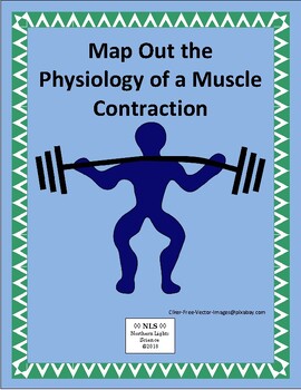 Preview of Map Out the Physiology of a Muscle Contraction and Relaxation Worksheet