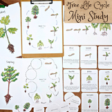 Maple Tree Life Cycle Mini Study: plant science teaching &