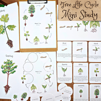 Preview of Deciduous Tree Life Cycle: posters, flashcards, labeled + unlabeled diagram
