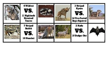 March Mammal Madness 2023 Match Up Cards by Robert Inzalaco | TPT