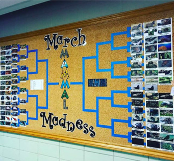 March Mammal Madness Animal Match-up Graphic Organizer by Big Red Science