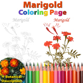 Marigold: Coloring Page and Botanical Description Card