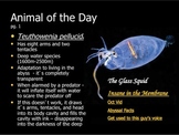 Marine Animal of the Day Warmup Activity