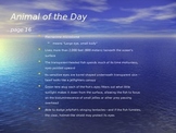 Marine Animal of the Day Warmup Activity 6