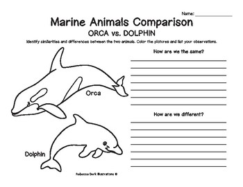 Marine Animals Comparison Worksheets by Rebecca Burk Illustrations