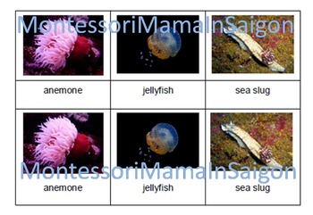 Preview of Marine Animals Montessori Three Part Vocabulary Cards