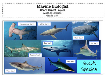 Preview of Marine Biologist: Shark Expert Complete Project